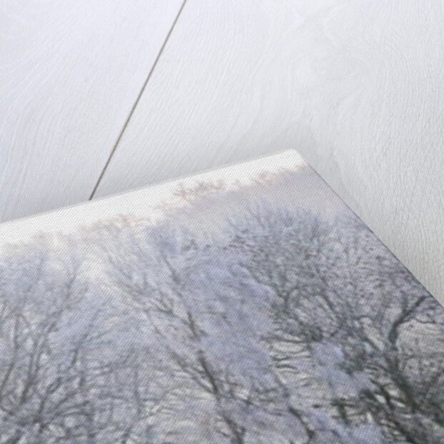 Misty forest by Assaf Frank